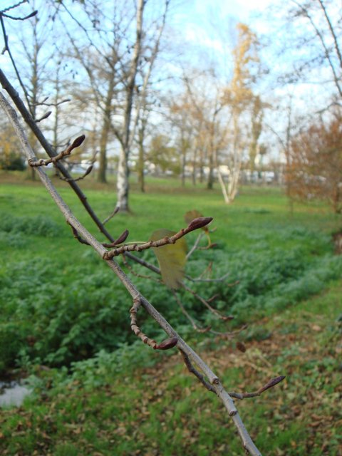 Alnus glutinosa bourgeons